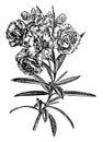 Flowering Branchlet of Nerium Oleander Album Plenum vintage illustration