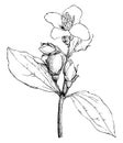Flowering Branchlet of Philadelphus Coronarius vintage illustration