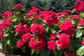 Flowering bright red Catharanthus roseus