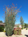Flowering in bright red colors Ocotillo and Bougainvillea in xeriscaped grounds