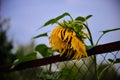 Flowering bright sunflower against the evening blurred sky, fence. Beautiful september plant, agriculture