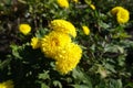 Flowering bright yellow Chrysanthemums in October Royalty Free Stock Photo