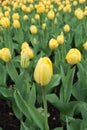 Flowering bright yellow tulips in spring Royalty Free Stock Photo