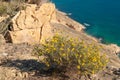 Flowering broom