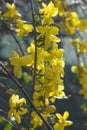 Flowering broom bush