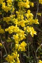 Flowering broom bush