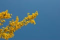 Flowering broom shrub Royalty Free Stock Photo