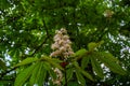 Flowering brunch of chestnut tree in sunny spring day Royalty Free Stock Photo