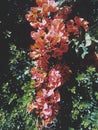 Flowering brunch in closeup