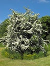 Flowering Buckthorn bush in summer