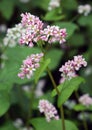 Flowering buckwheat field with violet flowers