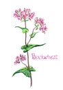 Flowering buckwheat a honey plant, watercolor painting