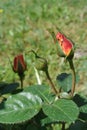 Flowering Bud orange rose Royalty Free Stock Photo