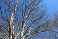 Tree Budding Young Leaves