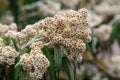 Flowering buddleja loricata, close- up Royalty Free Stock Photo