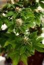 Flowering buds of medical cannabis, trichomes are visible in the inflorescence of the plant