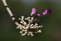 Flowering buds of Pink Trumpet Tree Tabebuia impetiginosa. Royalty Free Stock Photo