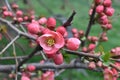 flowering buds of tree Royalty Free Stock Photo