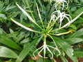 Flowering buds of white flower of Beach spider lily or Hymenocallis littoralis