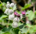 Flowering bulb, large bladder Arctium lappa L