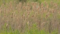 Fluffy flowering bulrush reed