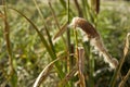 Flowering bullrush plant