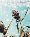 Flowering bulrush next to water