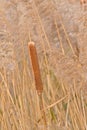 Flowering bulrush reed in the marsh