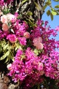 Flowering Pink And Purple Orchid With Flowers And Blue Sky Royalty Free Stock Photo