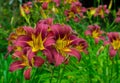 Flowering burgundy lilies on a blurred green background. Royalty Free Stock Photo