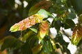 Flowering bush of Beloperone