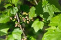 Flowering bush of black currant with green leaves in the garden. Green flowers in the garden. Unripe berries of a currant close-up