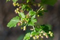 Flowering bush of black currant with green leaves in the garden. Green flowers in the garden. Unripe berries of a currant close-up