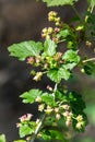 Flowering bush of black currant with green leaves in the garden. Green flowers in the garden. Unripe berries of a currant close-up