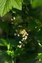 Flowering bush of black currant with green leaves in the garden. Green flowers in the garden. Unripe berries of a currant close-up