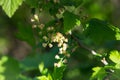 Flowering bush of black currant with green leaves in the garden. Green flowers in the garden. Unripe berries of a currant close-up Royalty Free Stock Photo