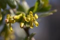 Flowering bush of black currant Royalty Free Stock Photo