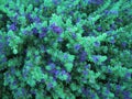 Flowering bush with bright blue flowers, nature background. Royalty Free Stock Photo