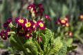 Flowering bush burgundy yellow primrose in the garden in the spring. Beautiful, bright flowers of red primrose. Background Royalty Free Stock Photo