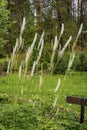 Flowering Bush Cimicifuga racemosa against a pine forest Royalty Free Stock Photo