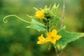 Flowering bush cucumber in the garden Royalty Free Stock Photo