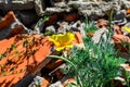 A flowering bush of a cup of gold grows on the stone surface of a wasteland. A beautiful flowering plant on an abandoned desert