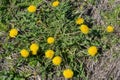 Flowering bush of a dandelion