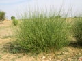 Flowering bush of desert plant-13 Royalty Free Stock Photo