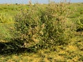 Flowering bush of desert plant-11 Royalty Free Stock Photo