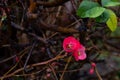 Flowering bush with edible fruits Japanese quince `Sargentii` flowers Chaenomeles japonica. Detail of pretty red flowers of a Ja