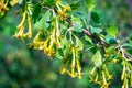 Flowering bush of red currant Royalty Free Stock Photo