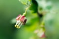Flowering bush of gooseberry berry,