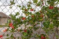 Flowering bush grows through rusted chain link fence - red and yellow flowers contrast with metal and brick - cloudy sky gloomy