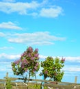 Flowering bush lilac with cloudy sky background Royalty Free Stock Photo